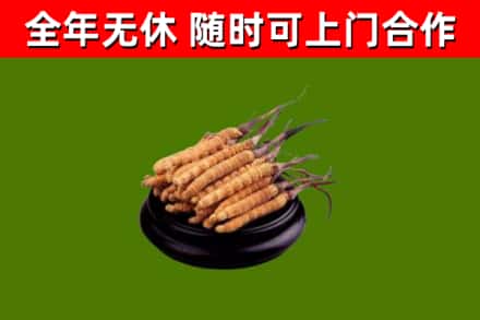 修武回收散虫草