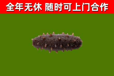 修武回收海参干